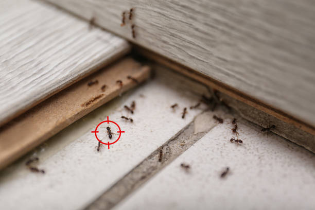 Best Affordable Pest Control Services  in Vail, AZ