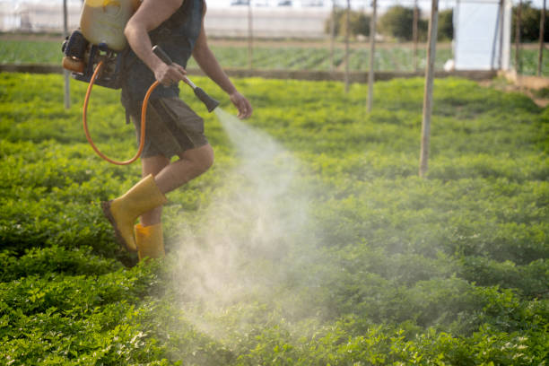 Wasp Removal Services in Vail, AZ