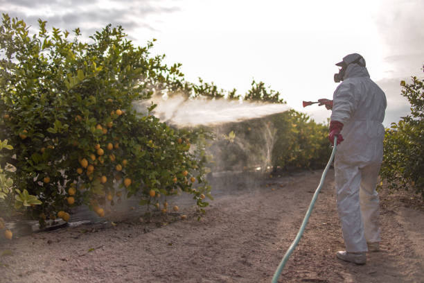 Best Bird Control  in Vail, AZ