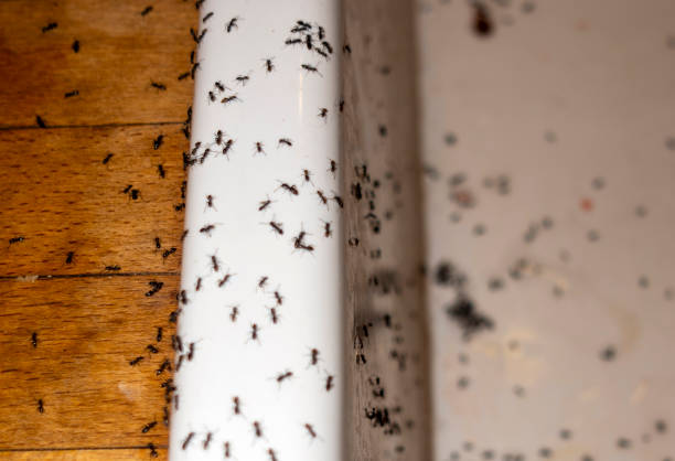 Best Mosquito Control Services  in Vail, AZ