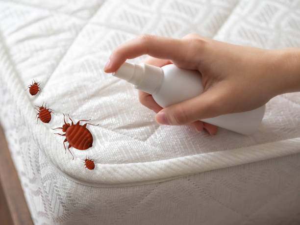 Best Best Pest Control Companies  in Vail, AZ