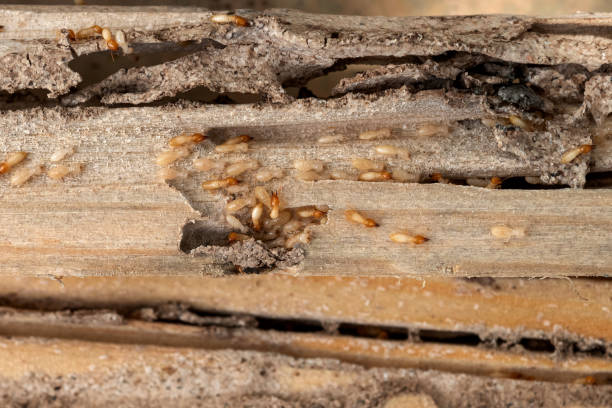 Best Exterminator Services  in Vail, AZ