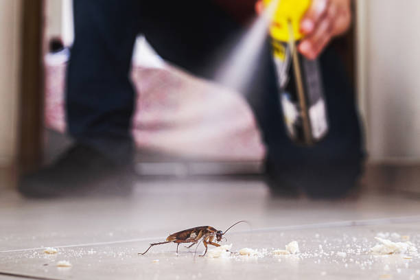 Best Termite Control Services  in Vail, AZ