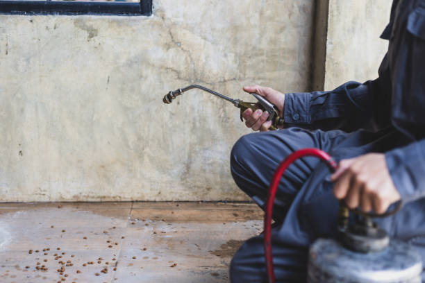 Best Wasp Removal Services  in Vail, AZ